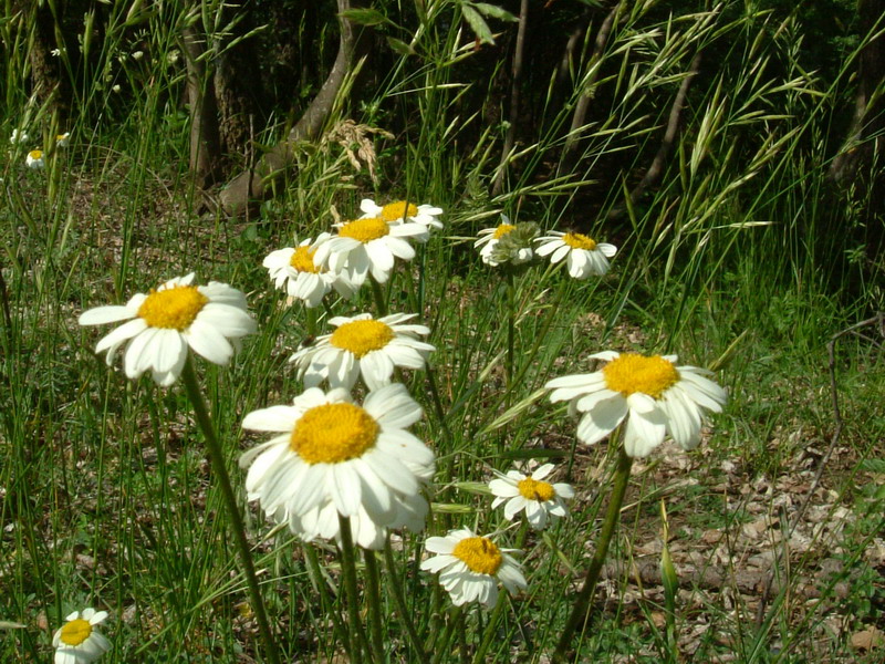 Bellis a Campotrera - no, Anthemis o  Tanacetum sp.